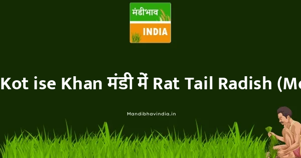 Rat Tail Radish (Mogari) भाव